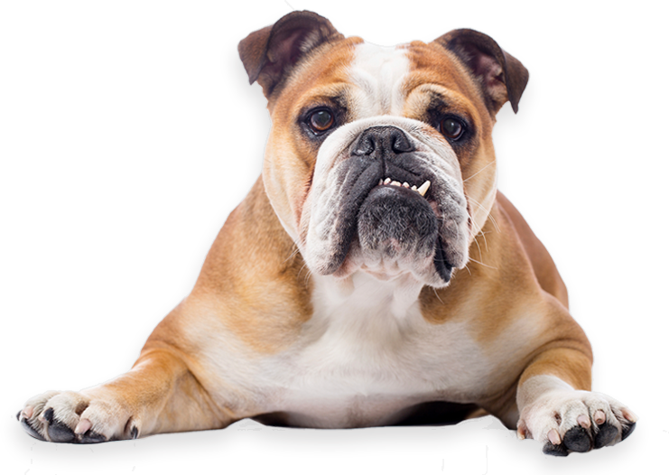 Bulldog Transparent Png Image - Bulldog Png (741x526), Png Download