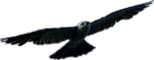 Hawk Freetoedit - Hawk (614x240), Png Download