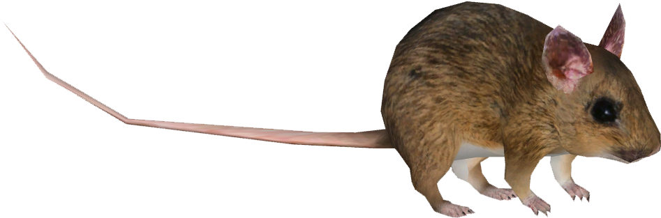 Wood Mouse - Wiki (946x946), Png Download