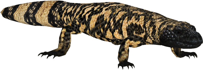 Gila Monster - Helodermas Png (706x706), Png Download