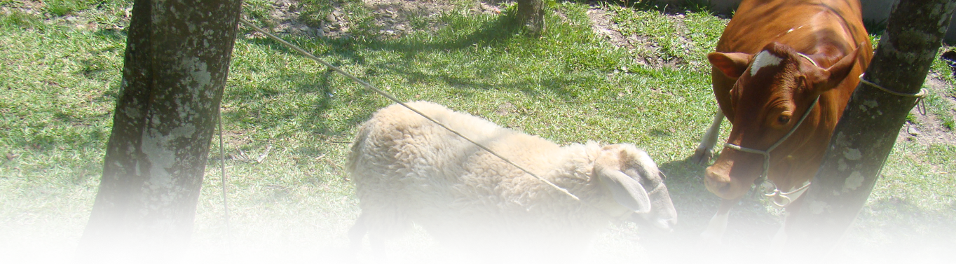 Fazendinha - São Paulo (1364x377), Png Download