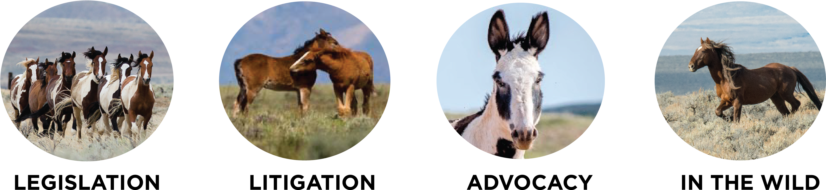 Donate Using The Form Below, Or Make A Donation Through - Horse (3525x900), Png Download