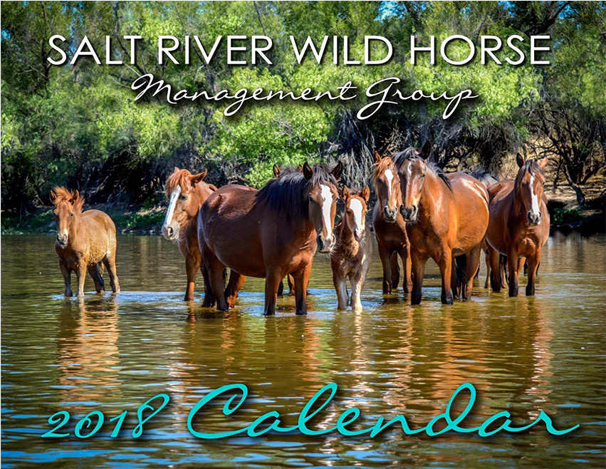 Salt River Wild Horse Management Group Calendar - Mustang Horse (850x850), Png Download