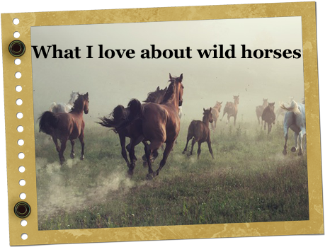 Christa's Luck Wild Horse Blog Mustangs Adoption - Poster: Conrado's Horses In Dust, 61x41cm. (700x387), Png Download