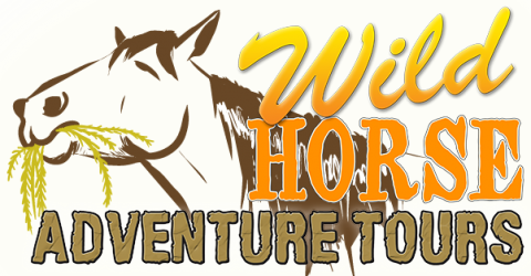 Tour With Us To Find The Outer Banks Wild Spanish Colonial - Wild Horse Adventure Tours (480x250), Png Download