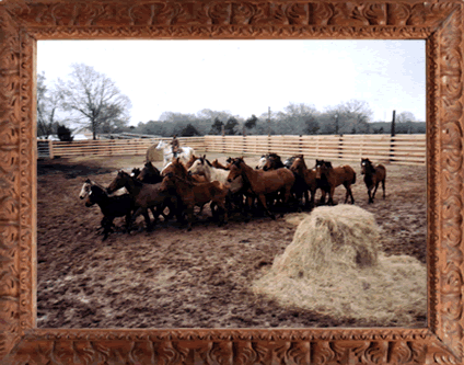 On March 1, 2003 The Wild Horse Foundation Received - Herd (424x333), Png Download