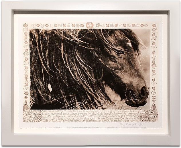 Right Carousel Arrow - Wild Horses Of Sable Island (800x693), Png Download