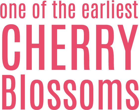 Toi-sakura Has Reputation As One Of The Earliest Cherry - Father's Day Breakfast Ideas (560x446), Png Download