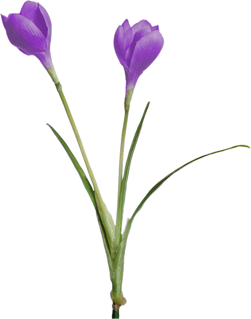 Crocus (500x634), Png Download