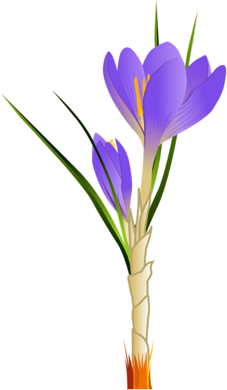 Pin Από Το Χρήστη Damina Hatzisavva Στον Πίνακα Τεχνη - Crocus Clipart (346x600), Png Download