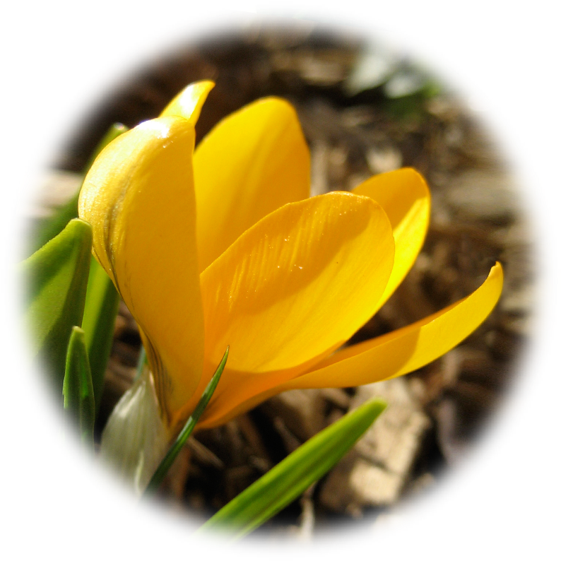 Spring Crocus (833x833), Png Download