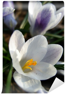 Snow Crocus (400x400), Png Download