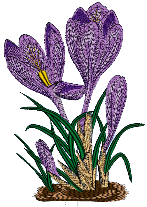 Crocus - Spring Crocus (539x740), Png Download