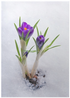 Spring Flowers Growing Under The Snow - Crocus (400x400), Png Download