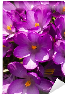 Crocus (400x400), Png Download