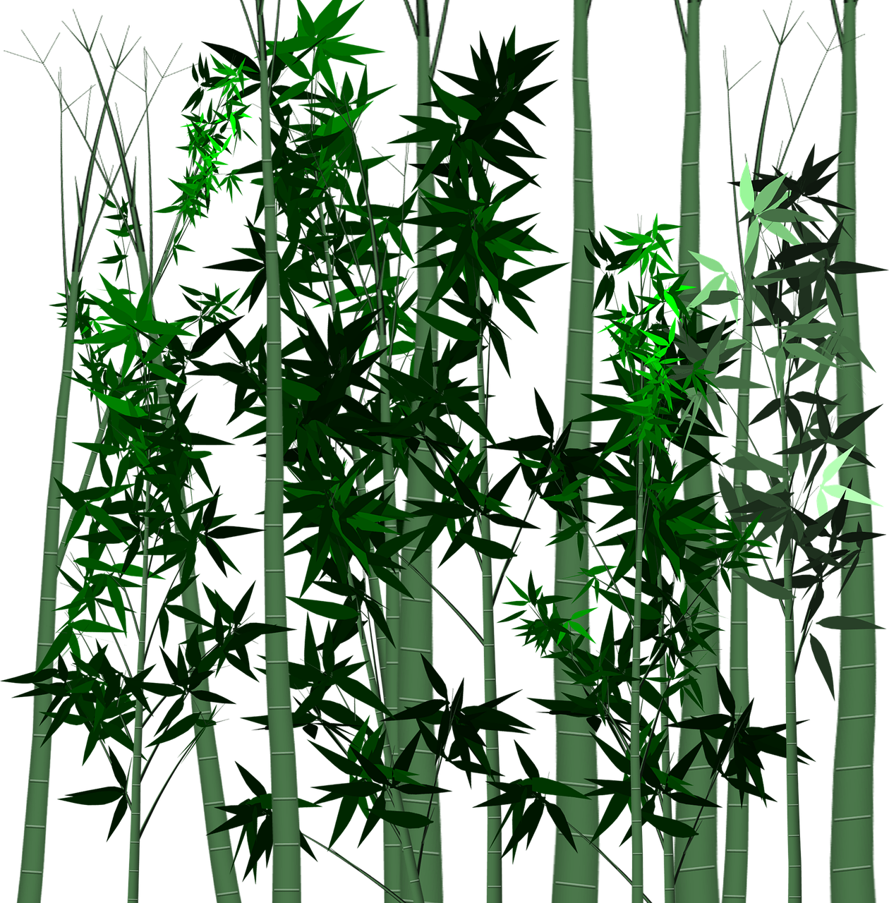 Leaf Bamboo Plant - Tropical Woody Bamboos (1260x1280), Png Download