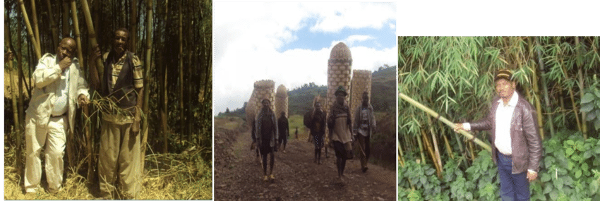 Bamboo Plant As Part Of Plant Biodiversity, Provides - Sugarcane (850x285), Png Download