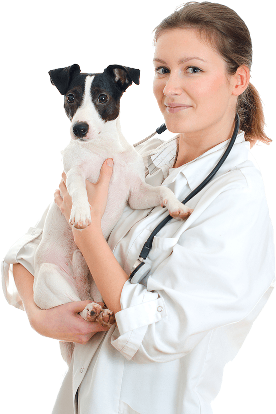 Our Services - Vet Png (585x832), Png Download