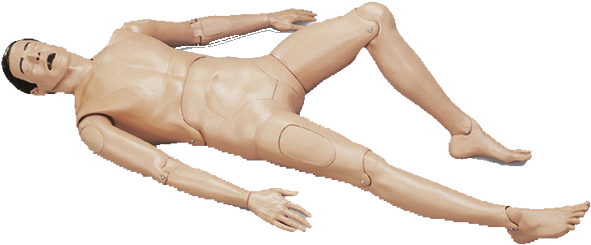 Laerdal - Laerdal Crash Kelly Manikin (600x324), Png Download