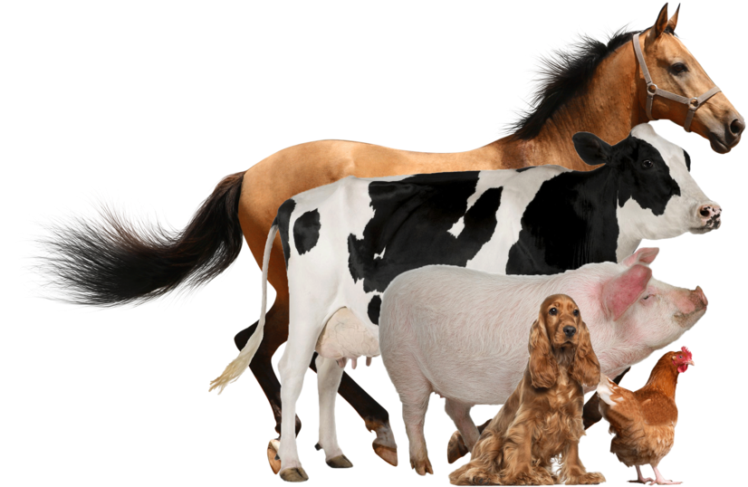 We Are The Pioneer Manufacturing Group Of Quality Veterinary - English Cocker Spaniel. English Cocker Spaniel Dog (837x537), Png Download