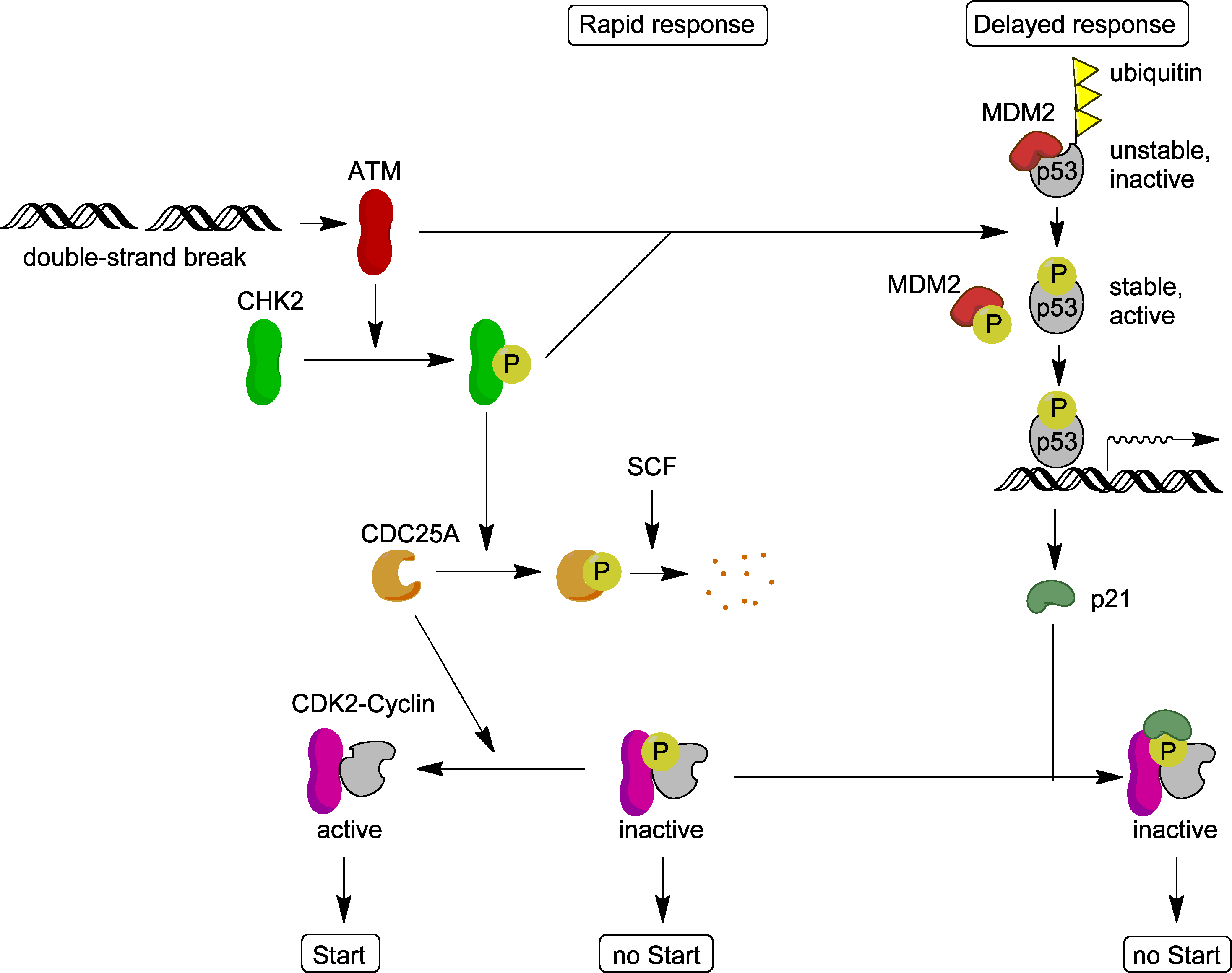 Atm Target Proteins - Atm Kinase (2961x2346), Png Download