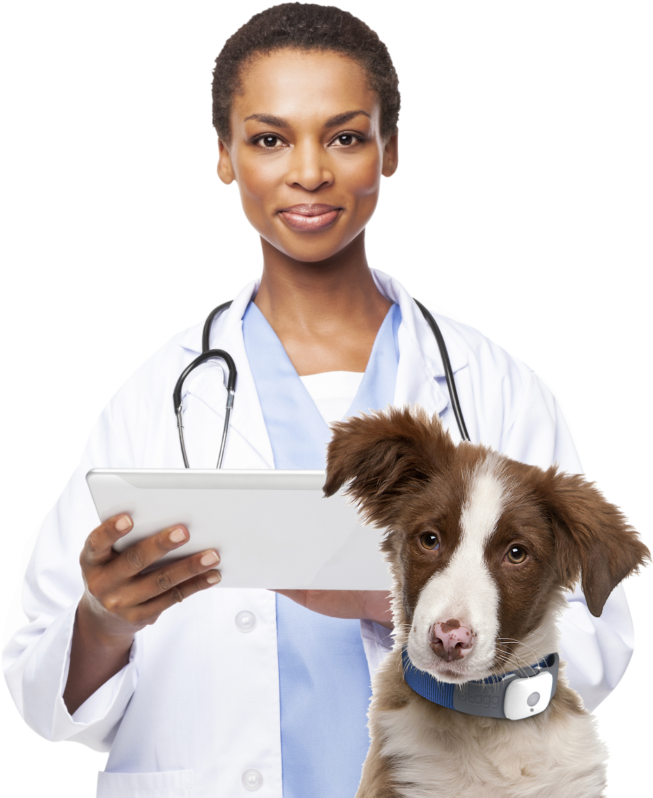 Vet - Decoding Your Dog: Explaining Common Dog Behaviors (1046x1175), Png Download