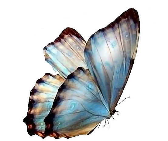 Follow Pedromartinx Butterfly Tumblr Animals Forest - Transparent Background Butterflies Png (552x492), Png Download