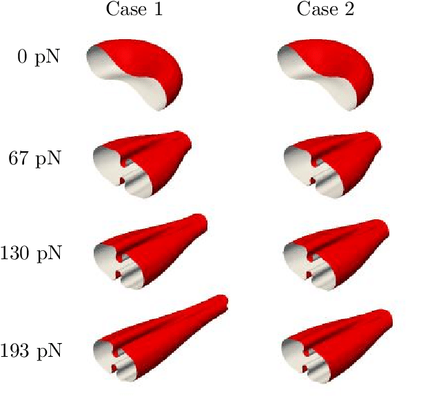 Visualization Of The Red Blood Cell Deformation Over - Cone (631x600), Png Download
