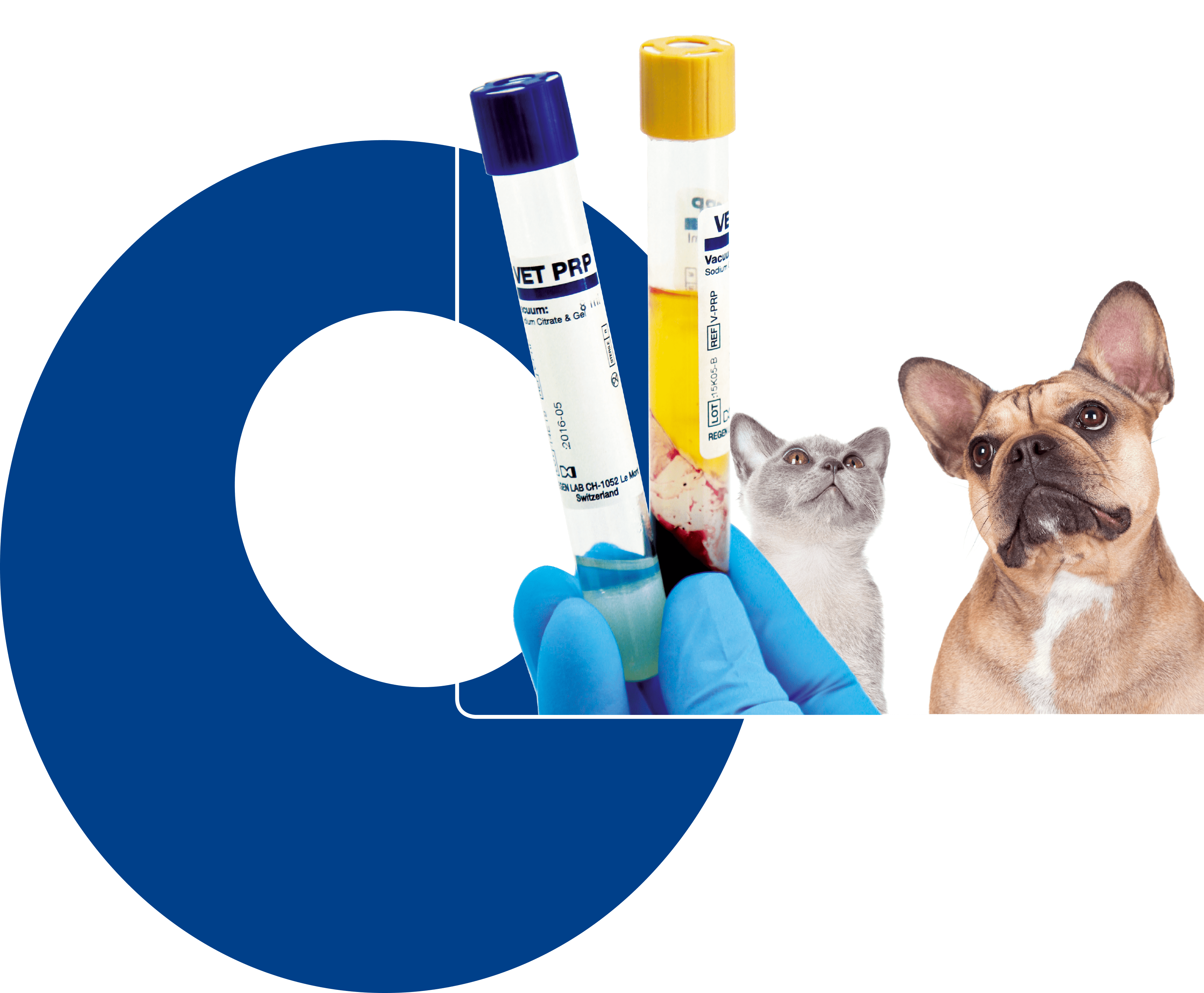 Intra Articular Injections Of Vet Prp Ha Improves The (3511x2896), Png Download