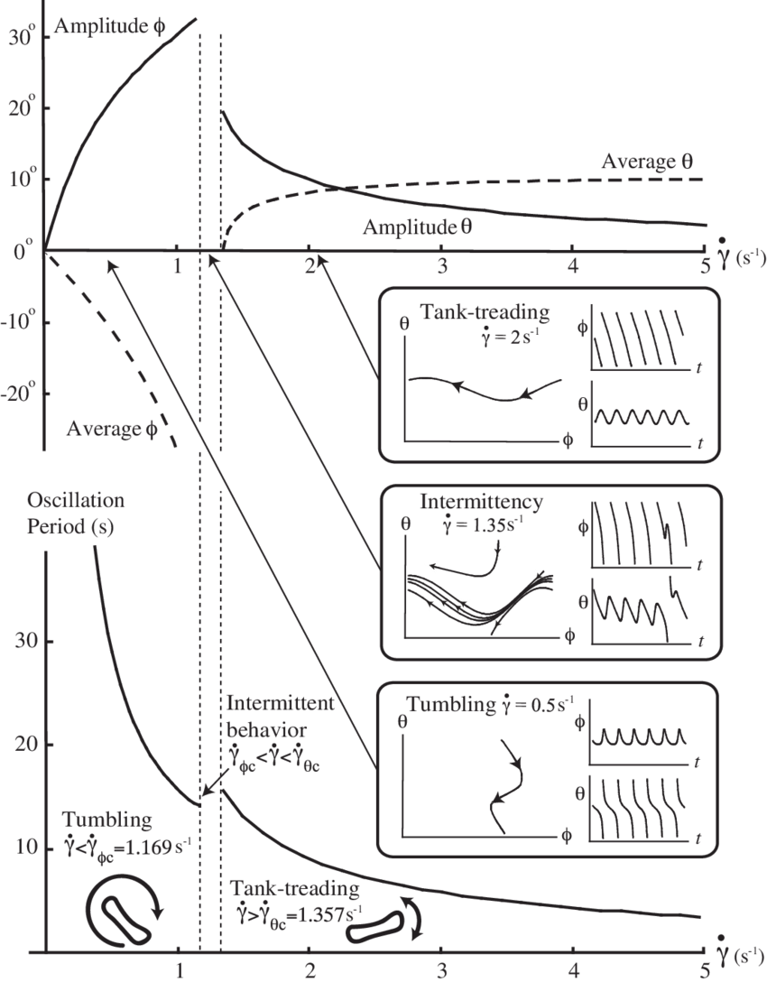 Red Blood Cell Dynamics - Diagram (850x1088), Png Download