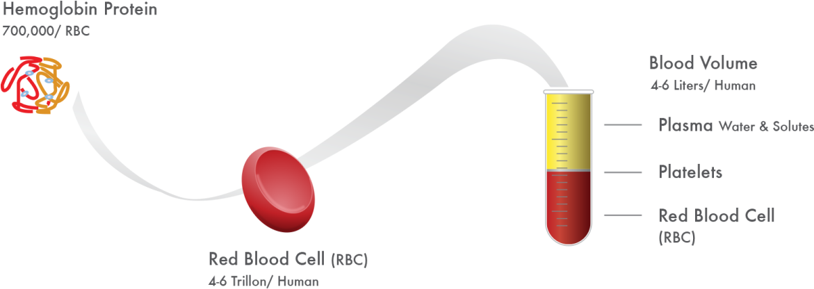 To Download Or Print A Pdf Version Of This Page, Please - Hematocrit Over Hemoglobin (1200x463), Png Download