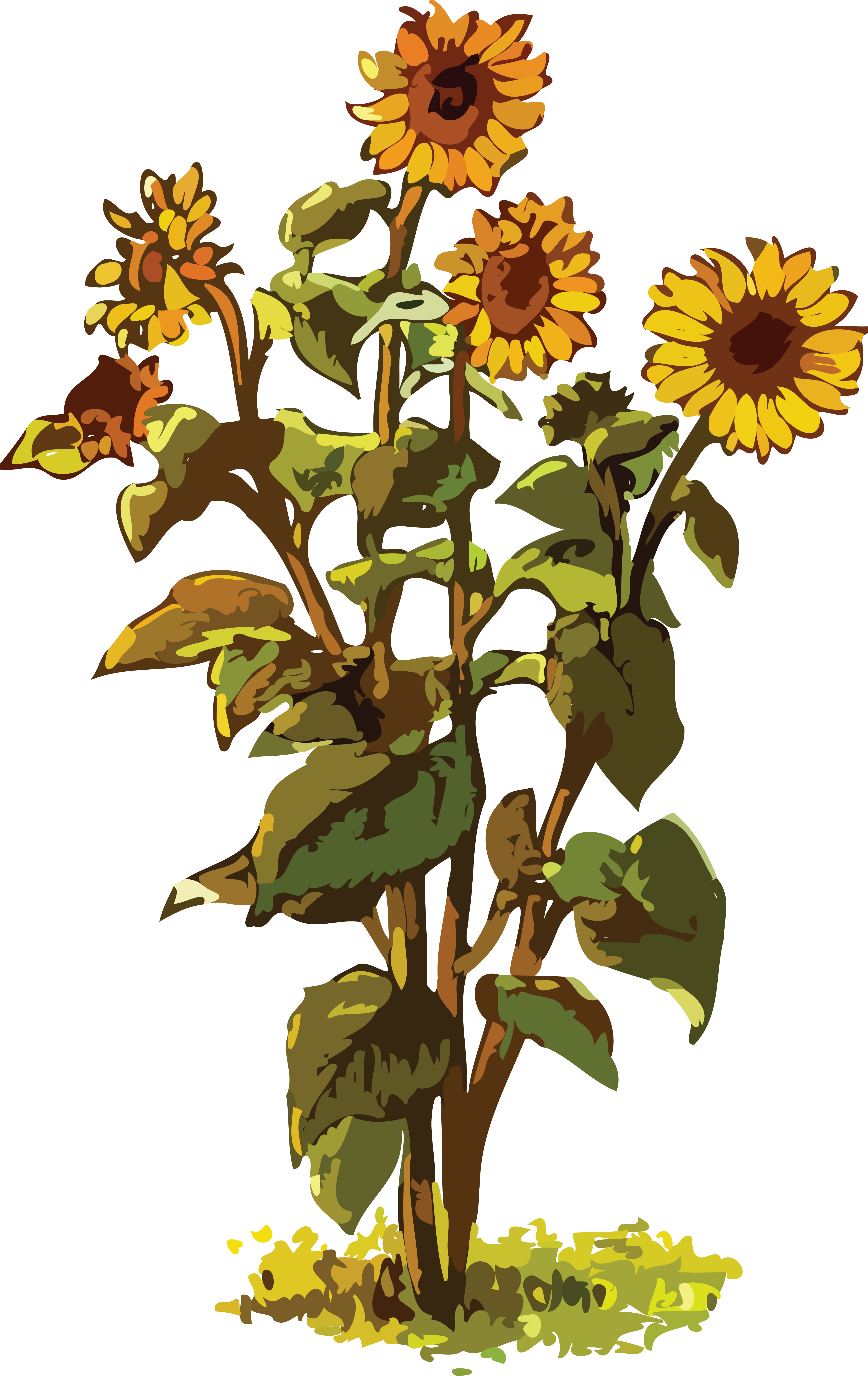 , , - Big Sunflower Plant Clipart (4000x6339), Png Download