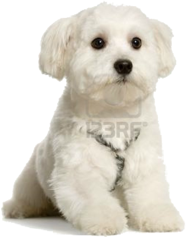 Maltese Puppy Cute Png By Princessbubblegum5 On Deviantart - Maltese - I Love My Dog Keyring (1024x1024), Png Download