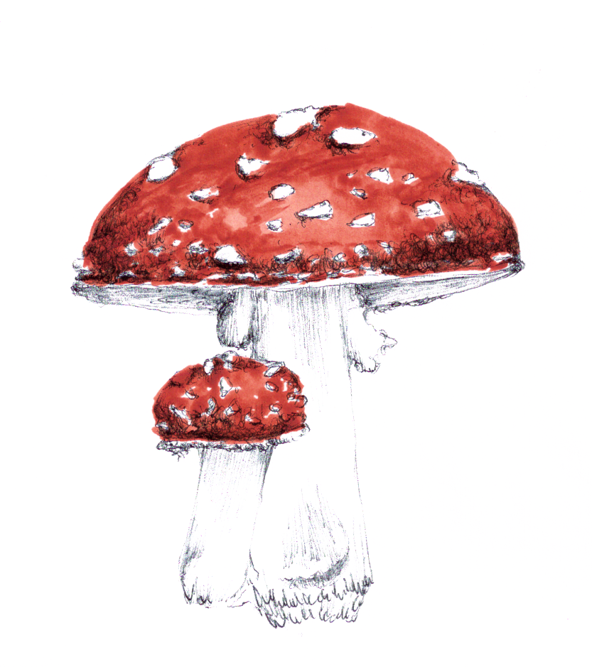 Toadstool-02 Copy - Portable Network Graphics (833x939), Png Download