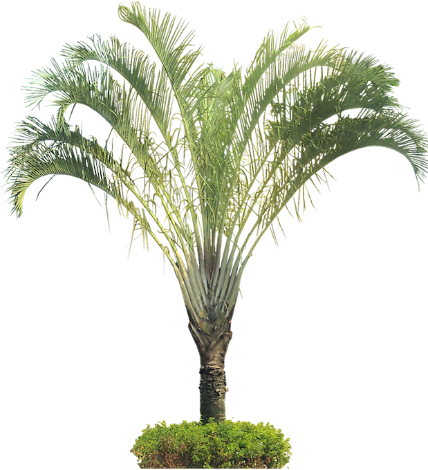 Tropical Plant Pictures - Dypsis Decaryi Png (619x680), Png Download