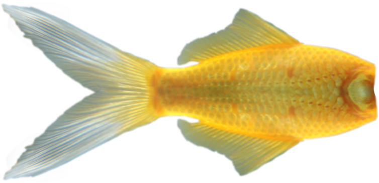 Mermaid Tail Png - Cola De Pez Png (900x445), Png Download