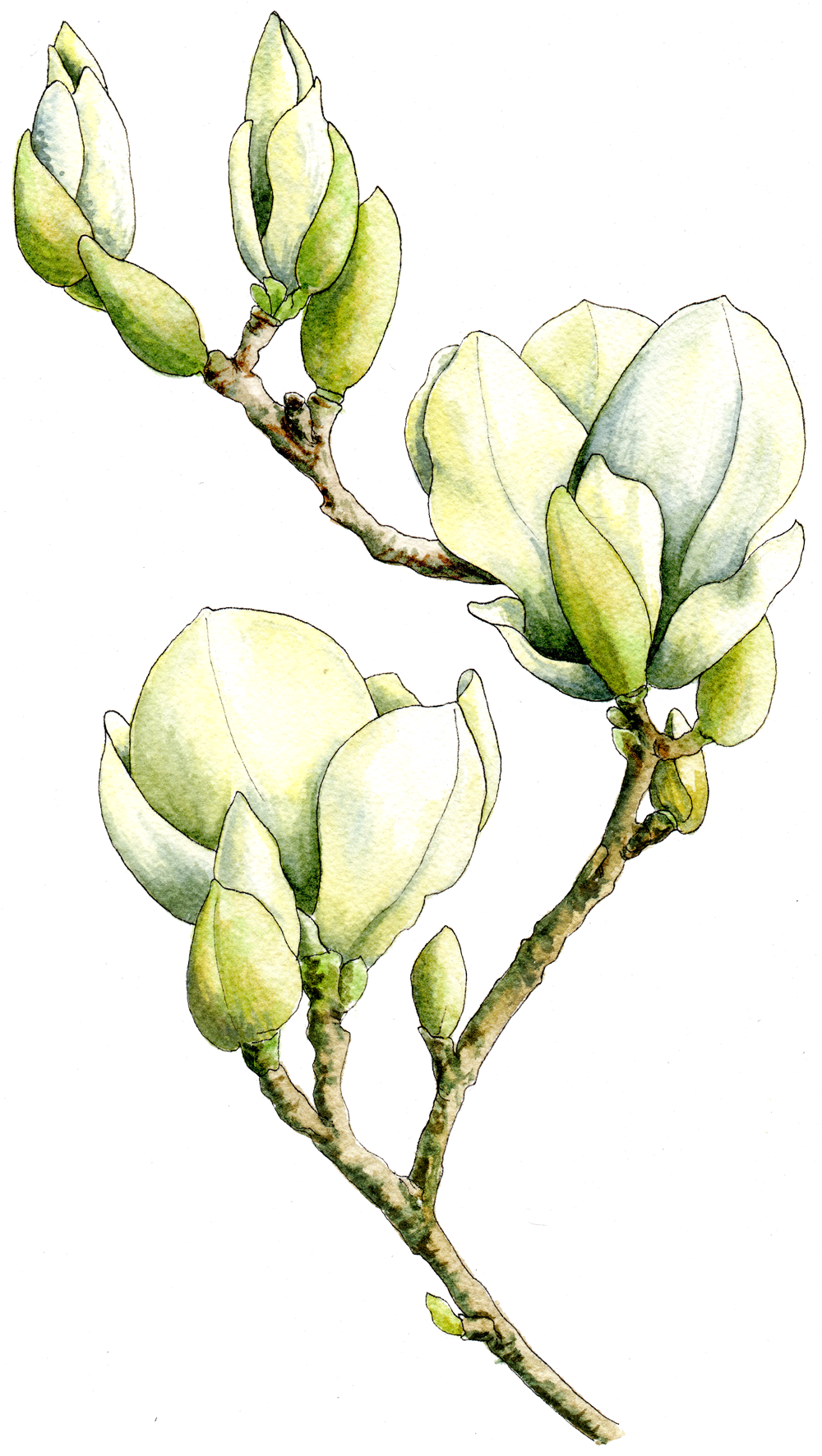 Magnolia Watercolor By Helen Krayenhoff - Bud (1000x1772), Png Download