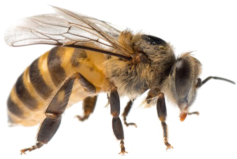 Bee Png Image Background - Bee Stock (555x317), Png Download