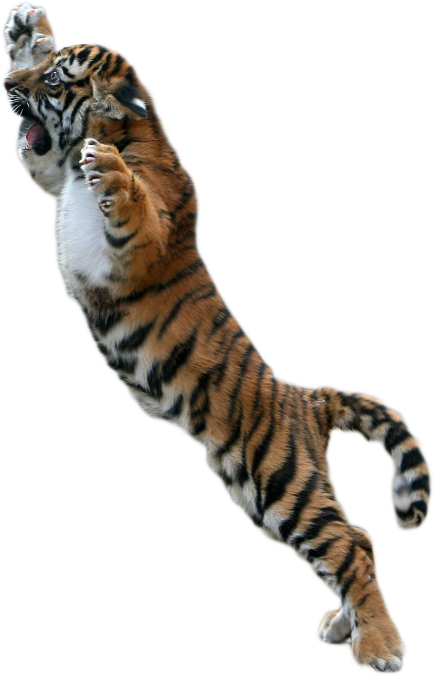 Download Baby Tiger Png Picture Free Download Png Tiger For Picsart Full Size Png Image Pngkit