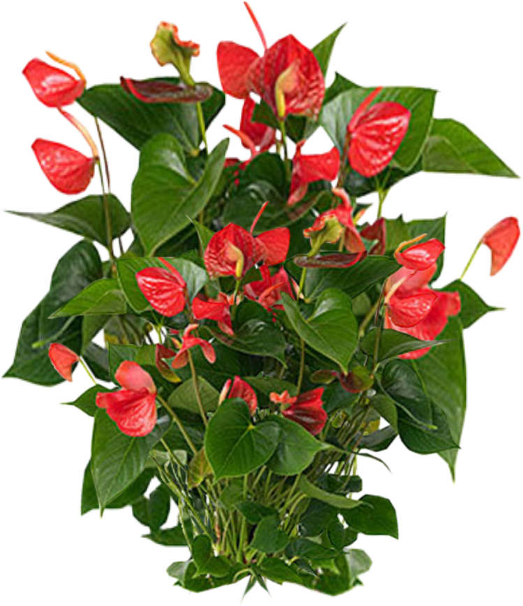 Plants Png Photos - Anthurium Care (1024x1024), Png Download