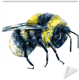 Bumblebee Isolated On A White Background - Bumblebee Drawing (400x400), Png Download