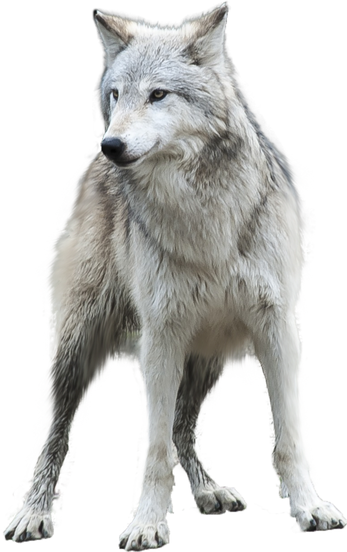 Grey Wolf Png (708x1127), Png Download