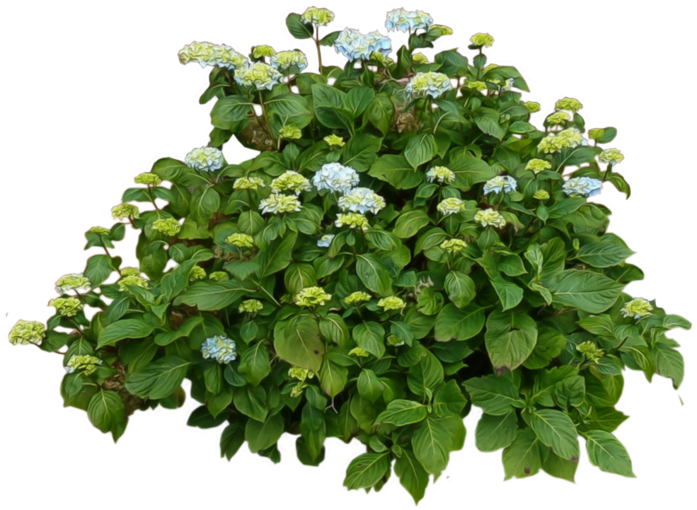 Bushes Free Download Png - Transparent Bush (1024x852), Png Download