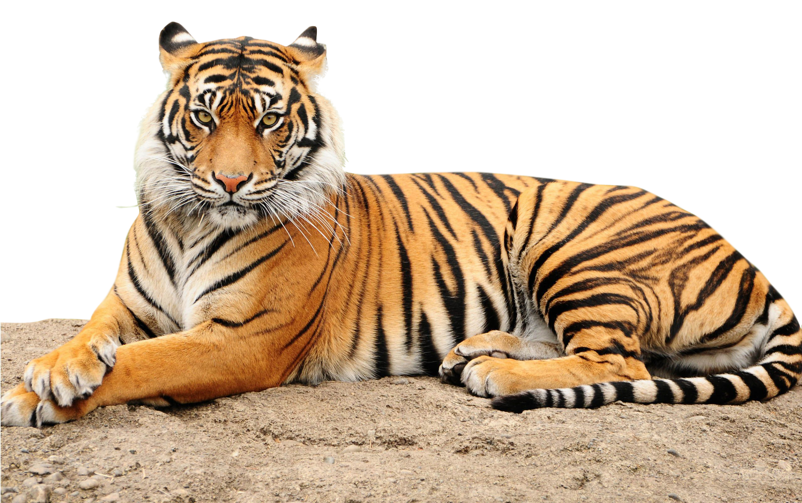Roaring Tiger Png - Point Defiance Zoo & Aquarium (2560x1920), Png Download