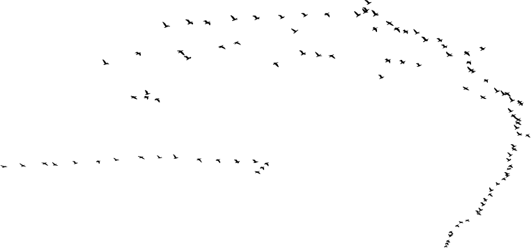 Flock Of Birds Png Clip Black And White Library - Flock (762x356), Png Download