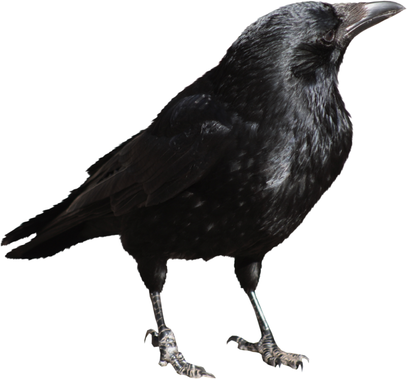 Crow Png (840x785), Png Download