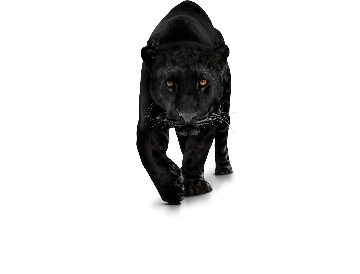 Panther Transparent Png Photo - Panther Png (1400x1100), Png Download
