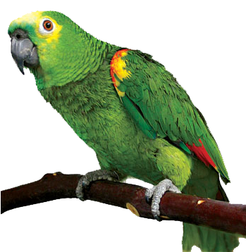 Parrot Png - Green Winged Amazon Parrot (348x366), Png Download