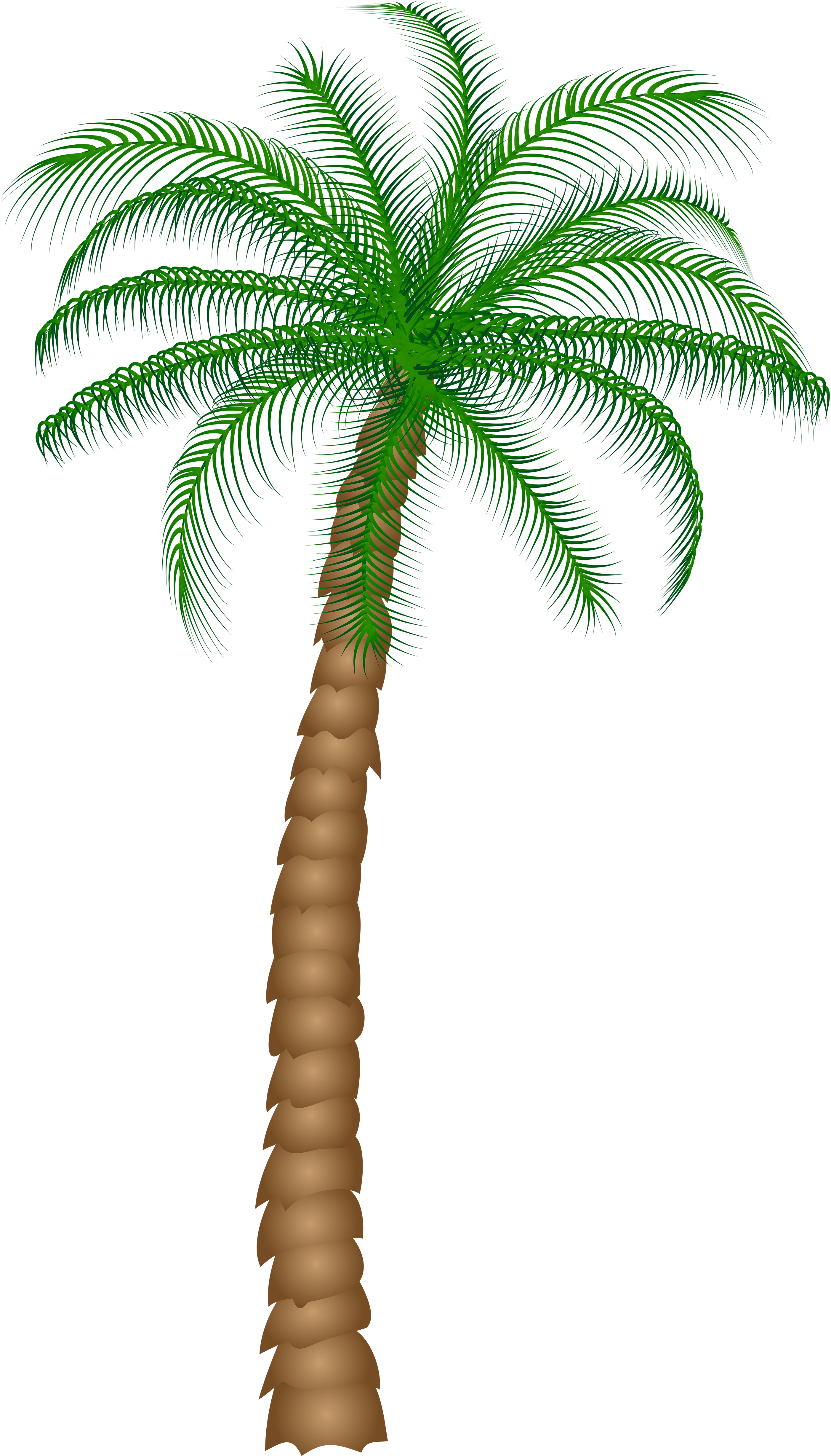 Palm Tree Png Clipart (2906x5000), Png Download