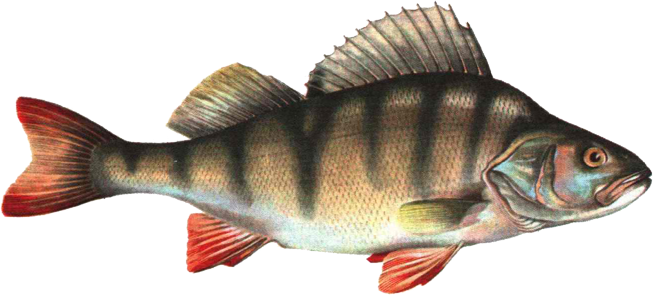 Free Png Fish Png Png Images Transparent - Fish Images Hd Png (850x382), Png Download